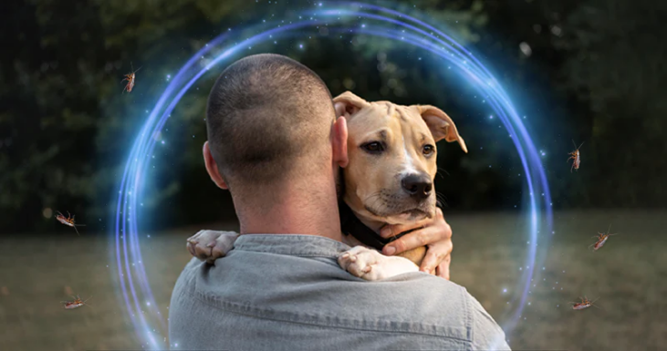 dog staying protected by fleas with Fur Sweep Collar
